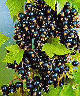 Отдушка Blackcurrant Jam  для мыла ручной работы с нуля 10 мл. DFB 27200