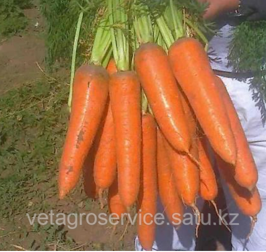 Морковь АБАКОF1 Seminis 100 000 семян (1,6-1,8 фракция) - фото 2 - id-p108025287