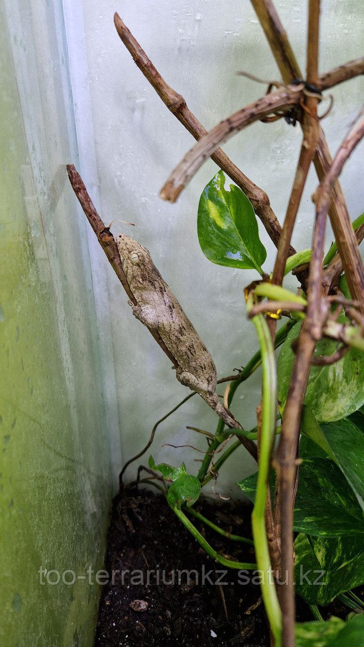 Гигантский геккон-бананоед - фото 2 - id-p108042473