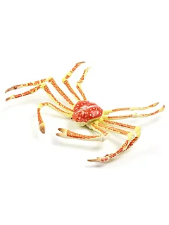 Ұзын аяқты шаян Ұзын аяқты шаян