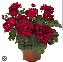Atlantic Dark Red/ укор.черенок