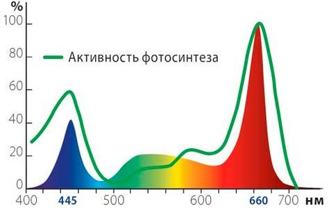 активность фотосинтеза