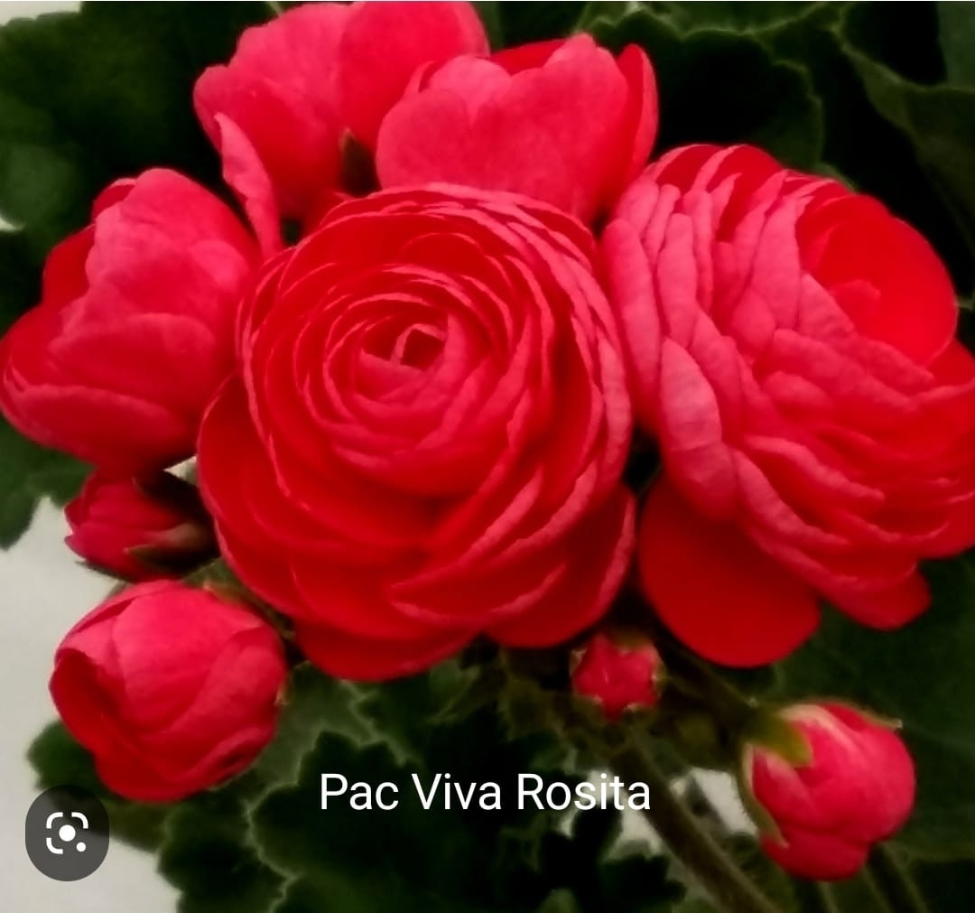 Пеларгония Pac Viva Rosita