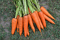 Семена Морковь Шантино(0.5 кг)