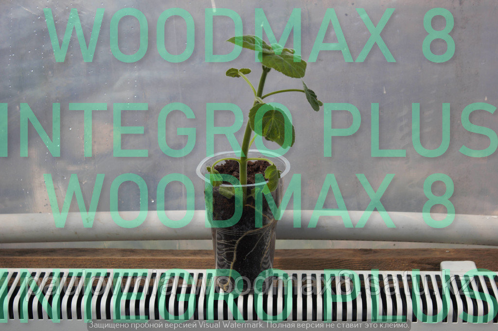 Павловния Woodmax 8 - фото 4 - id-p53693524