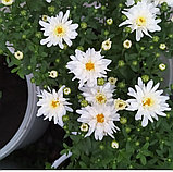 Хризантема мультифлора, фото 9