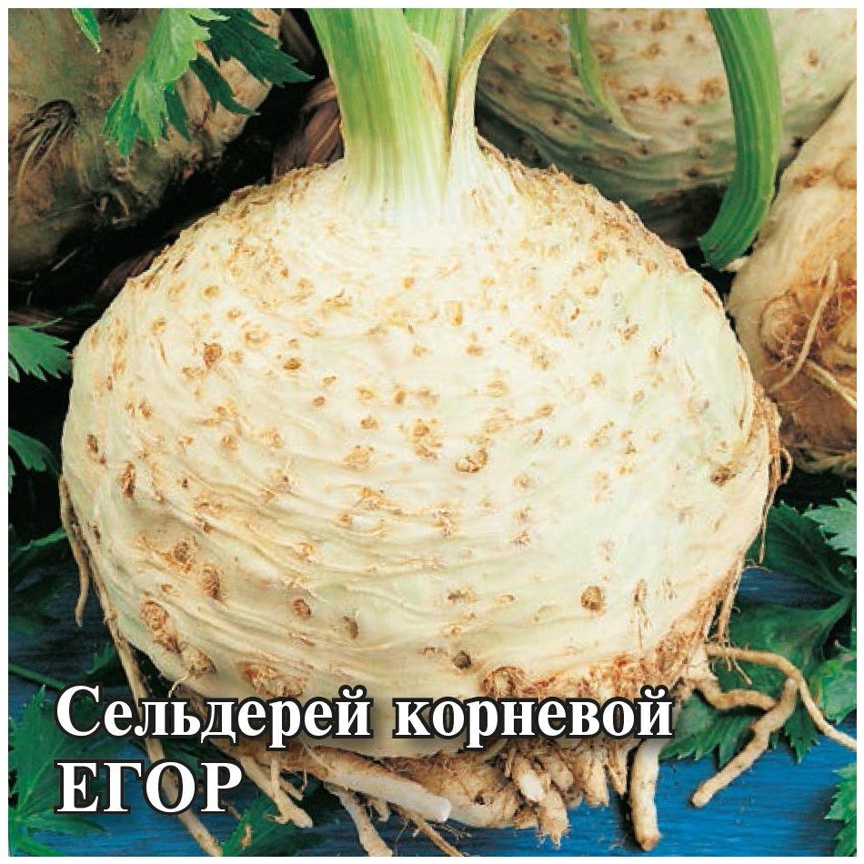 Семена сельдерея корневого Егор 25 грамм - фото 1 - id-p108354921