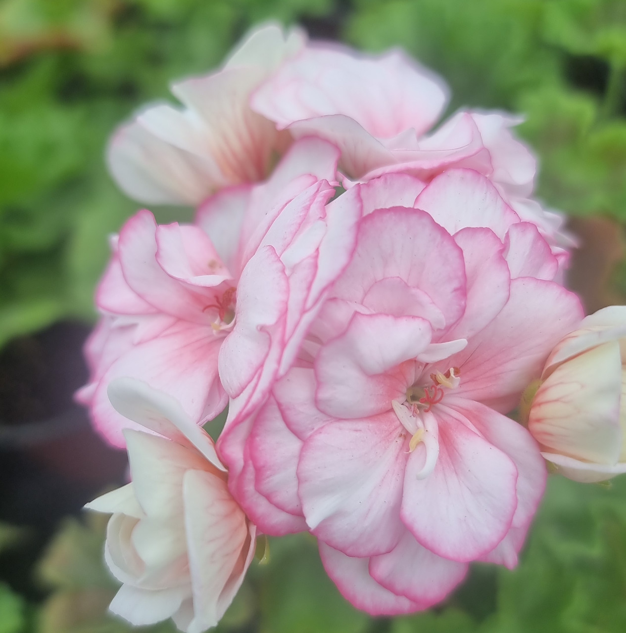 ЕС-Магия Кунцита / укор.черенок, фото 1