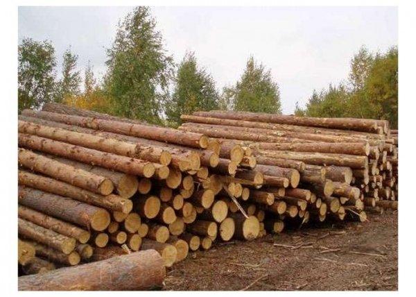 Деловая древесина , пиловочник - фото 1 - id-p104060258