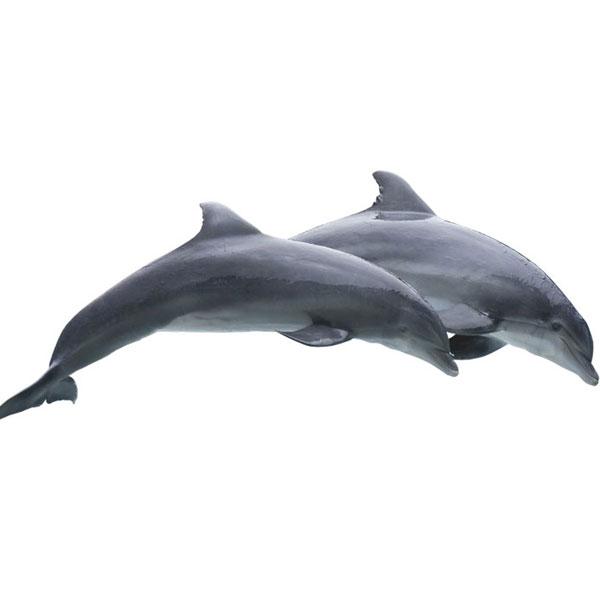 В34 Два дельфина черные 2,4 х 1,1 м - фото 1 - id-p108764153