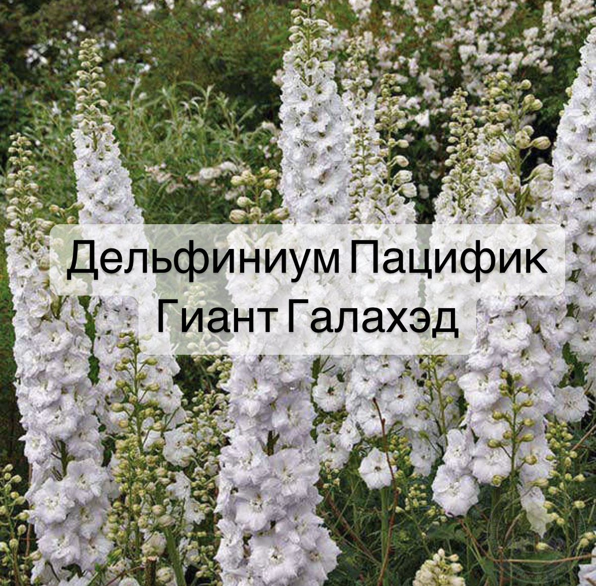 Дельфиниум Алиса
