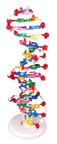 Модель ДНК структурная (демонстрационная) - фото 1 - id-p108833232