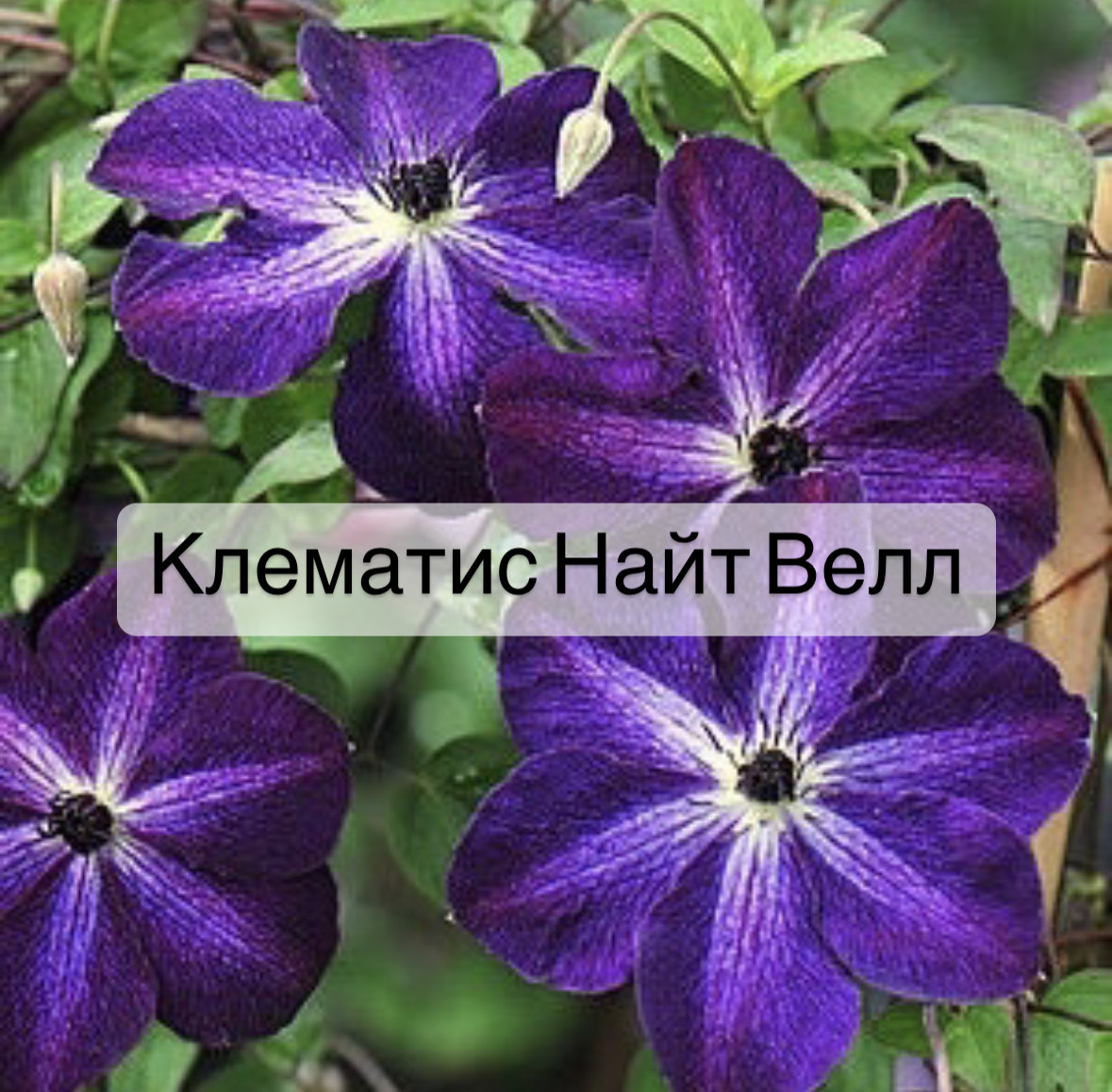 Клематис Купить Саженцы Mnogo Rastenii Ru