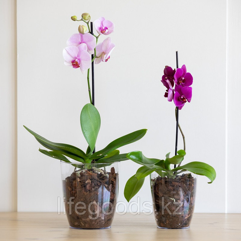 Кашпо для орхидеи 1.4л М8396 - фото 2 - id-p108867565