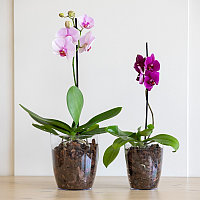 Кашпо для орхидеи 2.5л М8425
