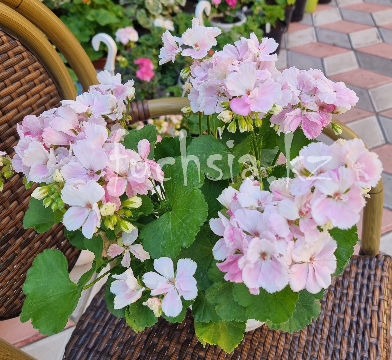 Свет Северное Сияние/ укор.черенок