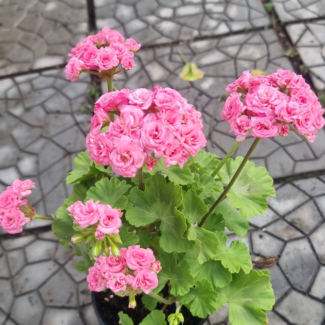 Grainder's Antique Rose / подрощенное растение