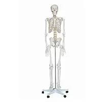 Модель скелета человека демонстрационная