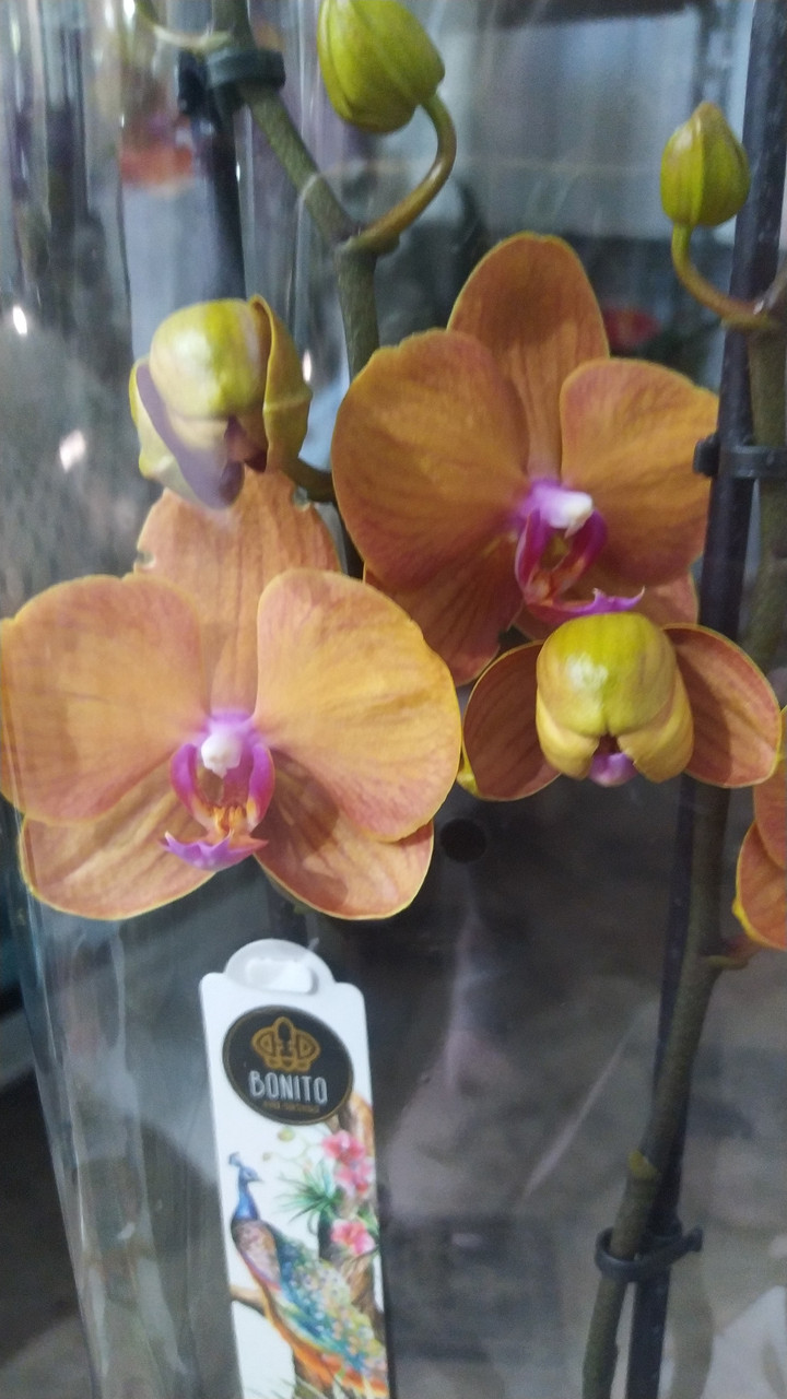 Орхидея фаленопсис - фото 7 - id-p108969991