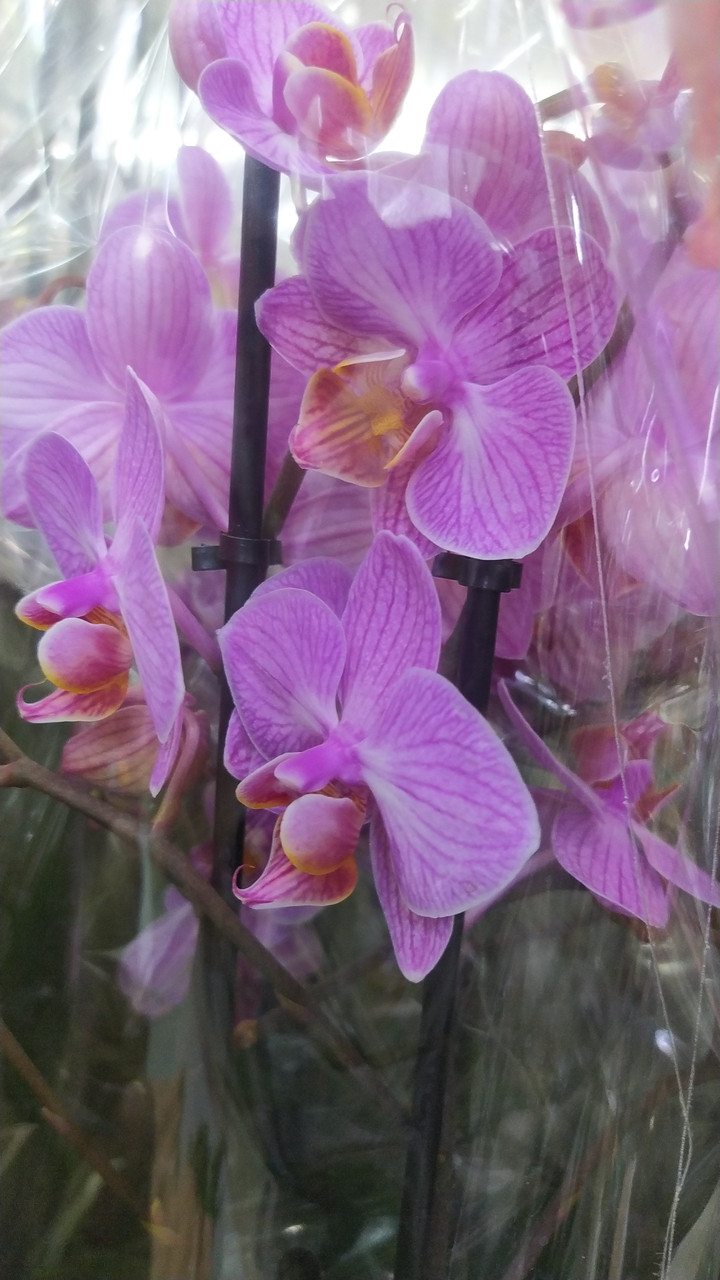 Орхидея фаленопсис - фото 2 - id-p108969991