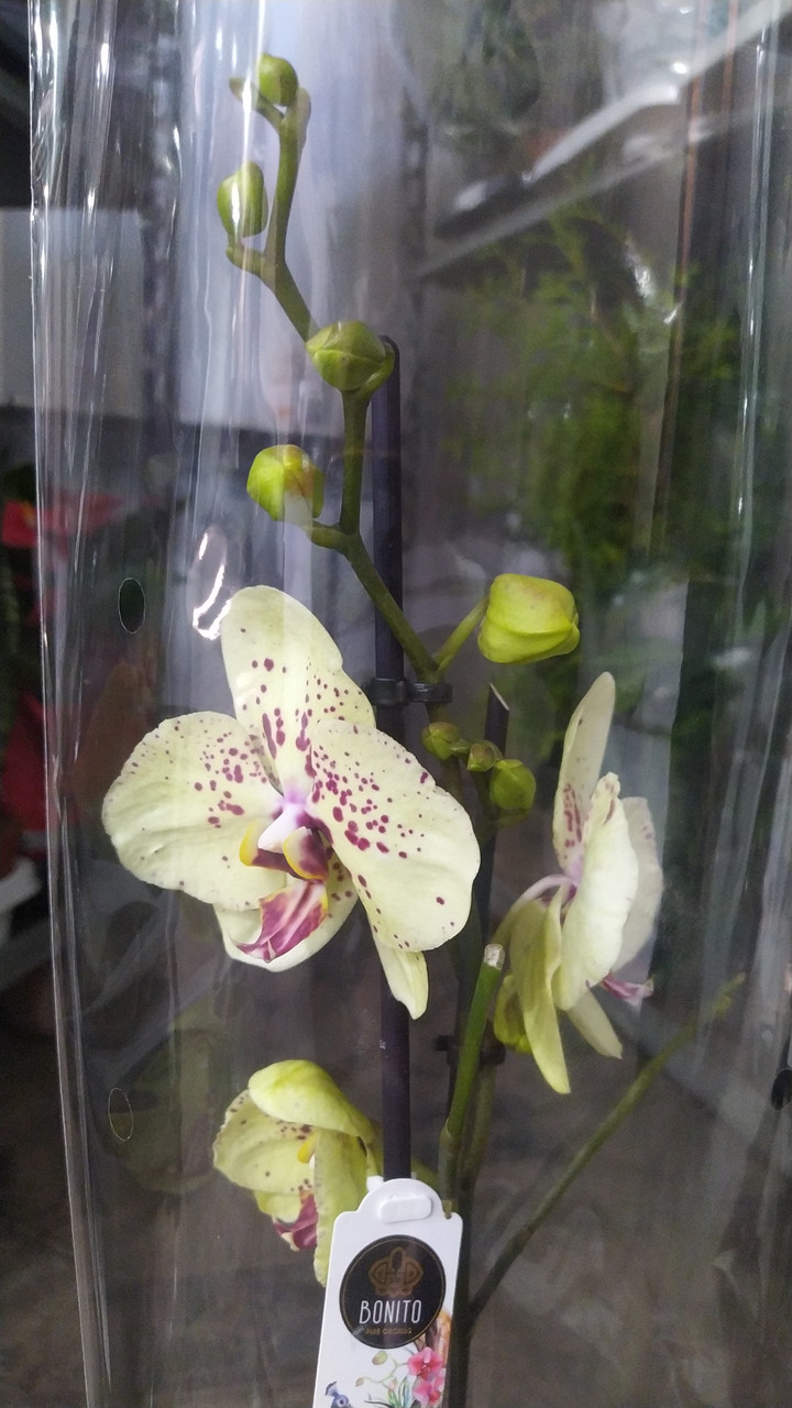 Орхидея фаленопсис - фото 9 - id-p108969991