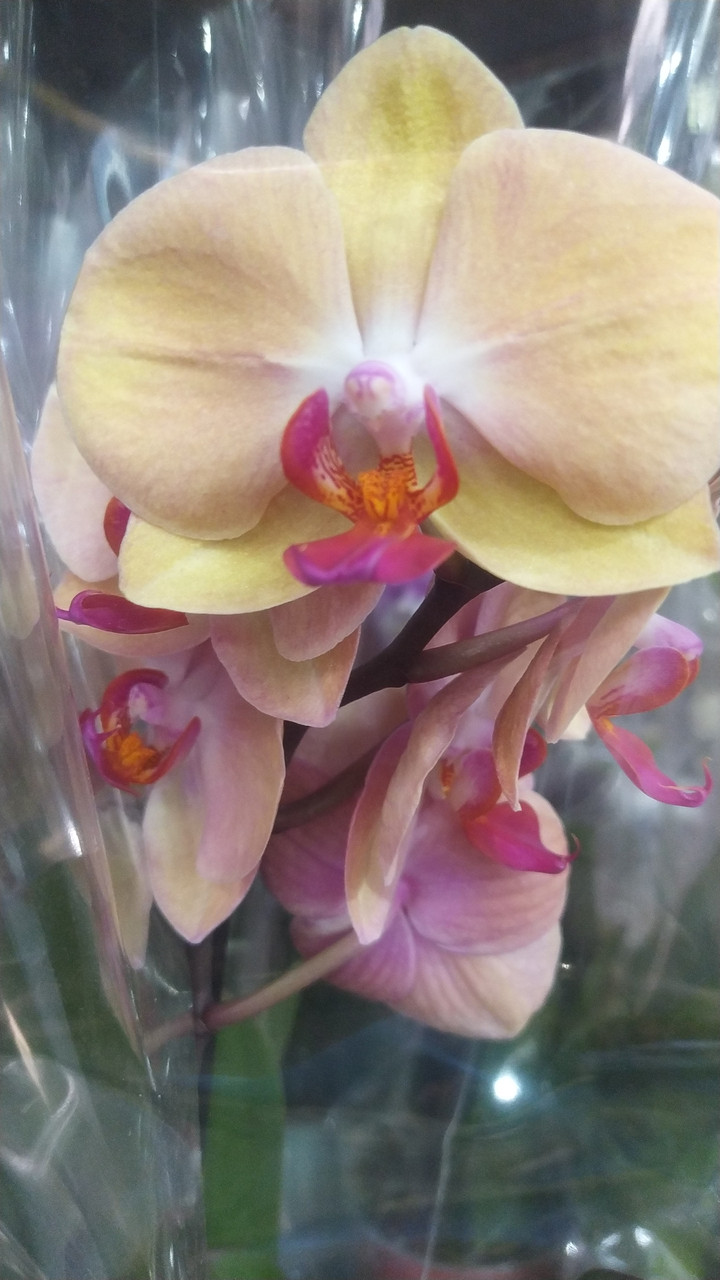 Орхидея фаленопсис - фото 8 - id-p108969991