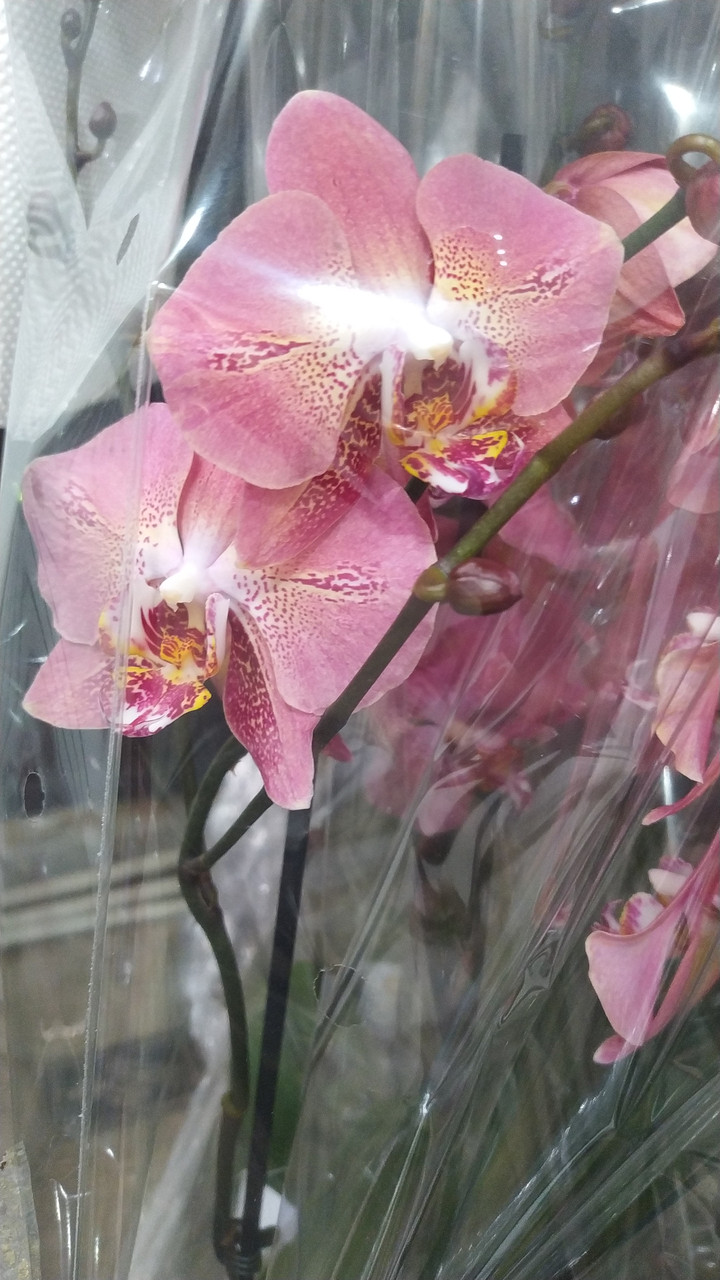 Орхидея фаленопсис - фото 3 - id-p108969991