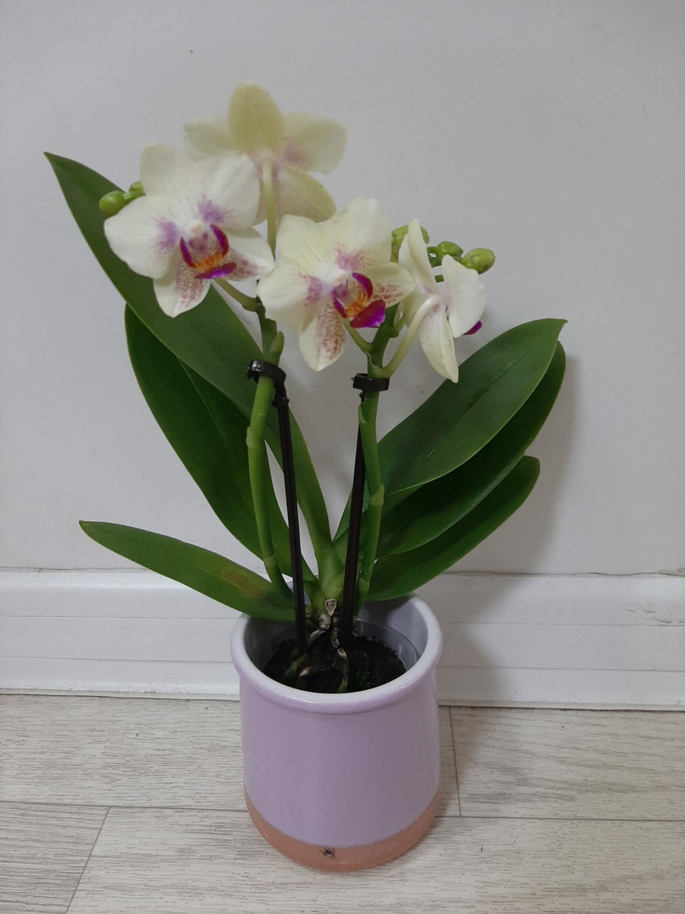 Орхидея мини 30 см - фото 1 - id-p109216725