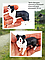 Derri Animals Фигурка Собака Бордер Колли, 9 см. 87339, фото 5
