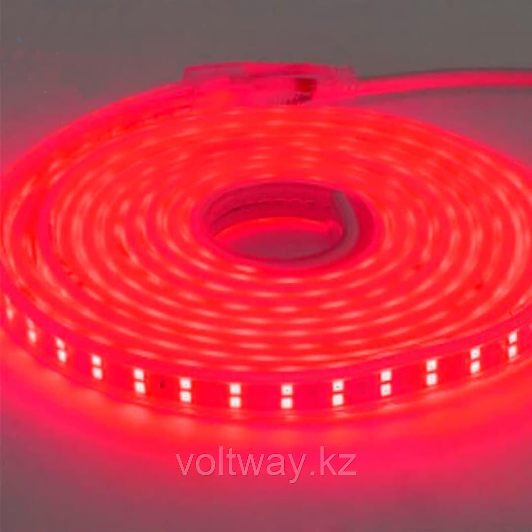 Светодиодная лента двухрядная 50 метров 220в с защитой IP65 красный цвет свечения - фото 1 - id-p109296984