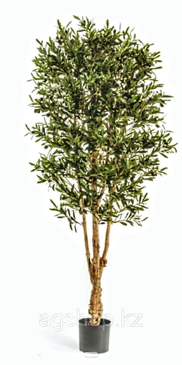 Дерево Олива искусственное от 1,8м. (ботаническая копия) - фото 3 - id-p109386830