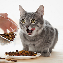 Как правильно выбрать сухой корм для кошек?