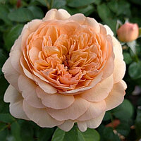 Роза Тропикана чайно-гибридная