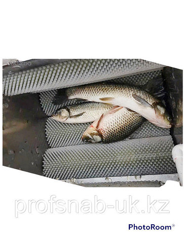 Машина щеточная для очистки рыбы от чешуи GB  700 (рыбочистка)., фото 2