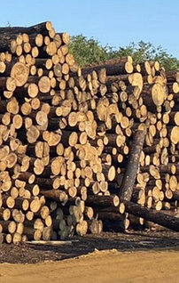 Қара порно есін жоғалтуға дейін