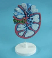 Модель Лимфатического узла