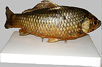 Чучело рыбы