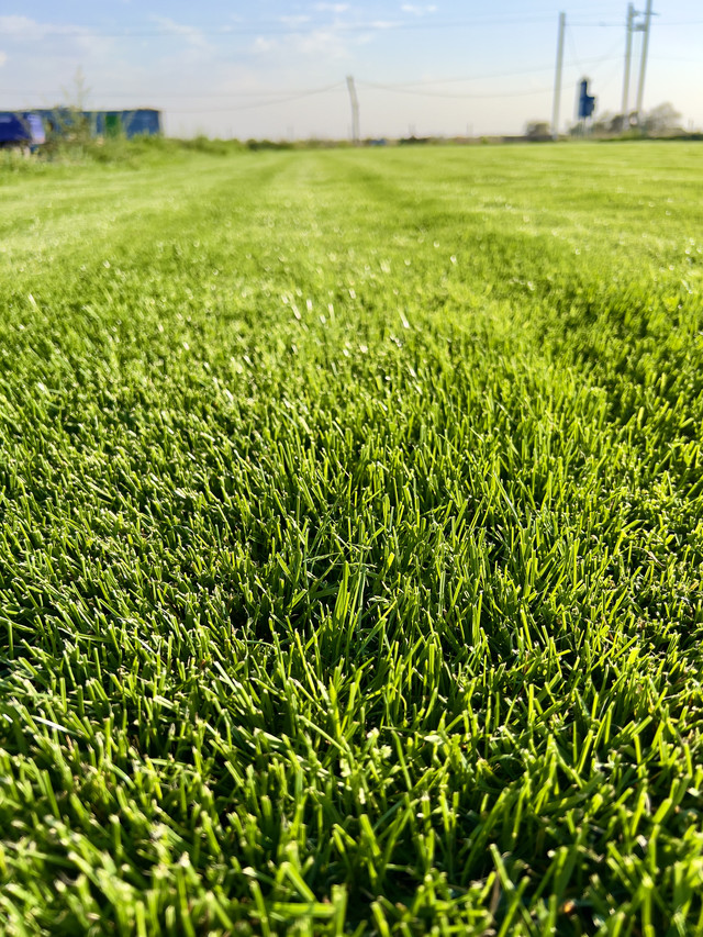 Рулонный газон