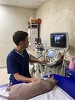 УЗИ для животных