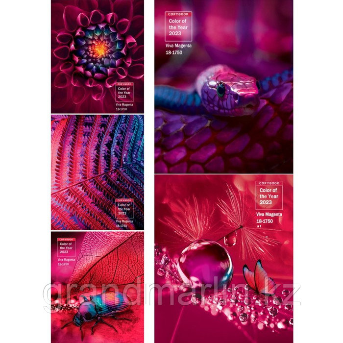 SТетрадь 48 листов в клетку Viva magenta, обложка мелованный картон, твин-лак, МИКС, фото 1