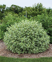 Кустарники; TERRA