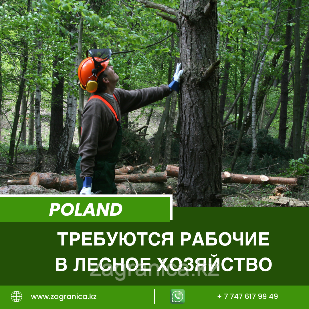 Польша требуются рабочие в лесное хозяйство