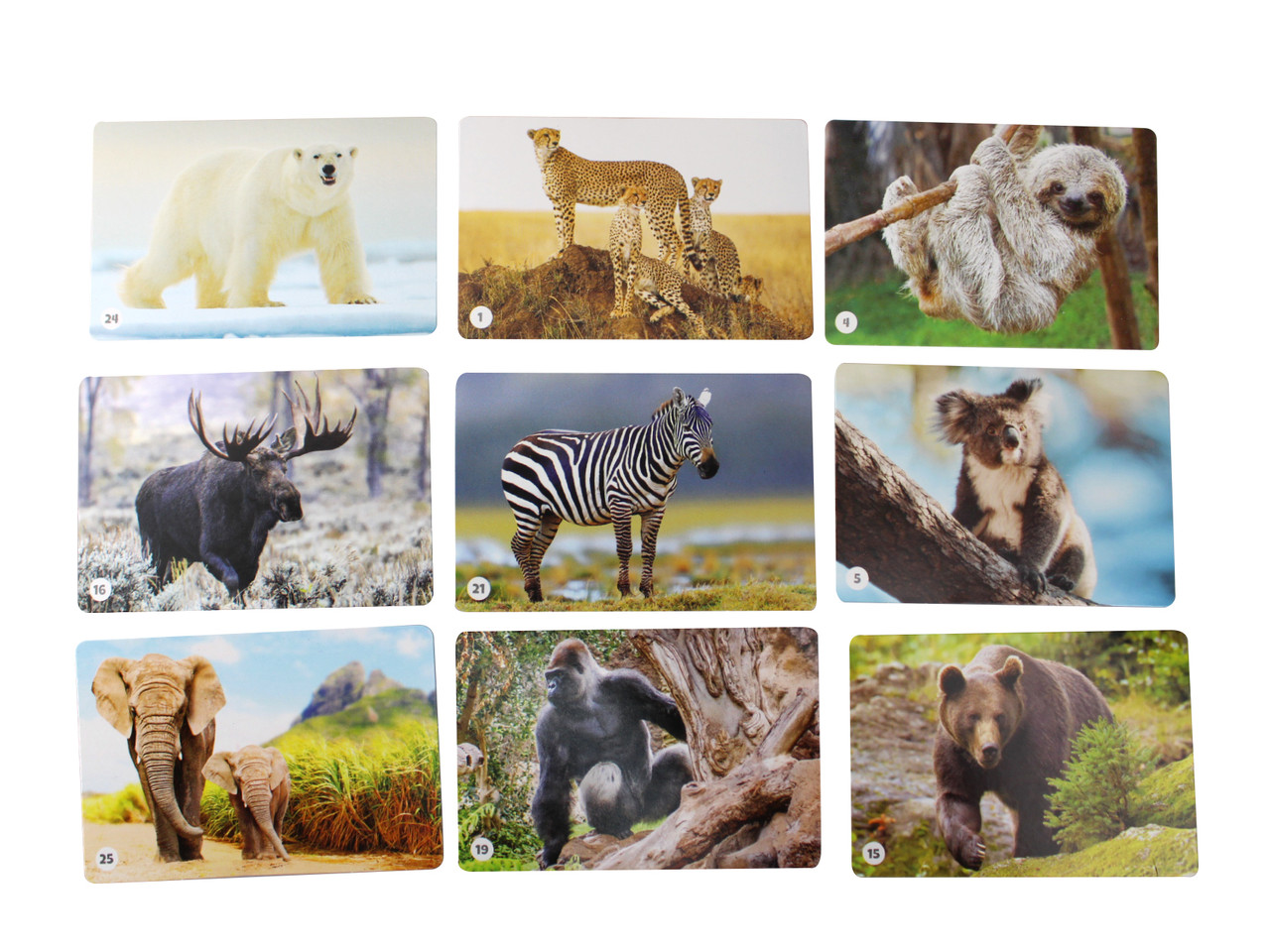 Игра МЕМО «Мир животных» (50 карточек) - фото 7 - id-p88782870