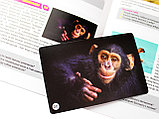 Игра МЕМО «Мир животных» (50 карточек), фото 10