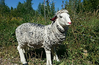 Овца 431