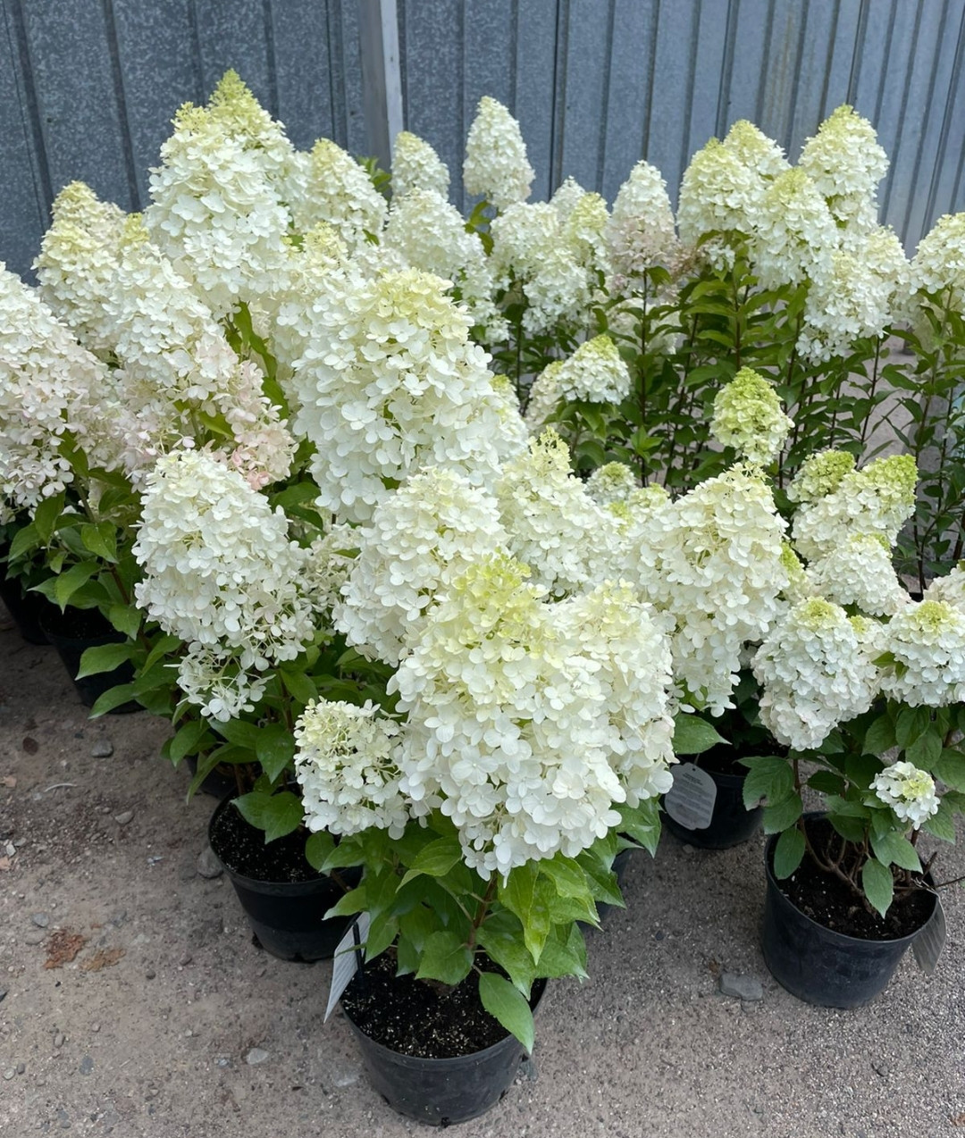 Гортензия метельчатая Vanilla Frise/укор.черенок, фото 1