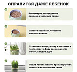 Набор для проращивания травы для кошек, собак, фото 2