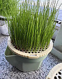Семена пшеницы -5 шт, для проращивания в домашних условиях, фото 3