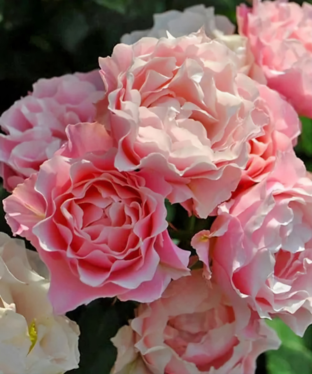 Роза Дафна японская шрабы - фото 1 - id-p110407040