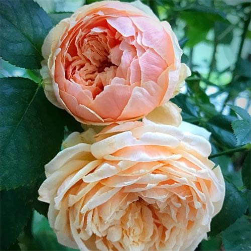 Роза Масора японская шрабы - фото 1 - id-p113708080